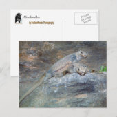 Chuckwalla Kopfstütze Postkarte (Vorne/Hinten)