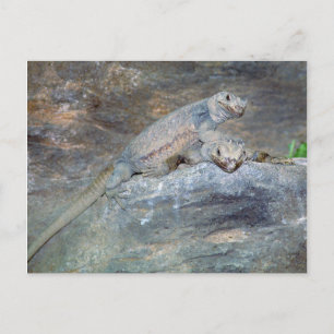 Chuckwalla Kopfstütze Postkarte