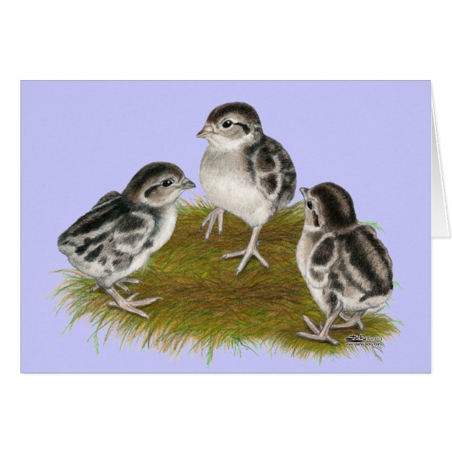 Chukar Partridge Chicks (Vorderseite (Horizontal))
