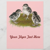 Chukar Partridge Chicks Flyer (Vorne)