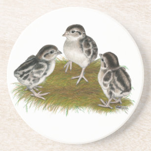Chukar Partridge Chicks Getränkeuntersetzer