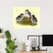 Chukar Partridge Chicks Poster (Heimbüro)