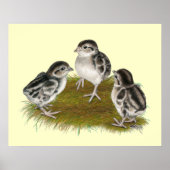 Chukar Partridge Chicks Poster (Vorne)