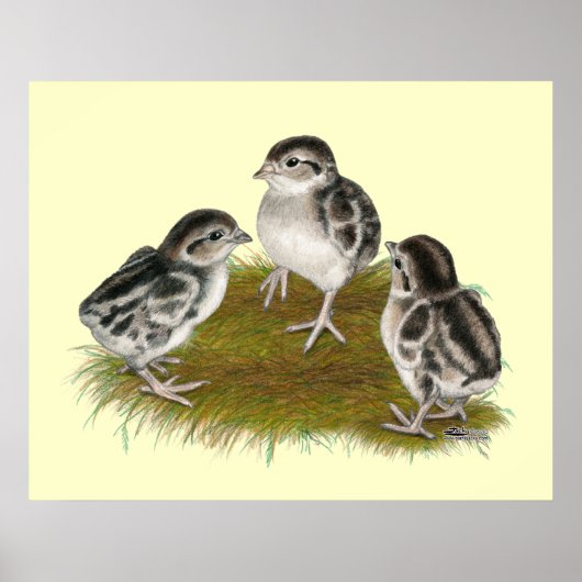 Chukar Partridge Chicks Poster (Vorne)