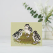 Chukar Partridge Chicks Postkarte (Stehend Vorderseite)