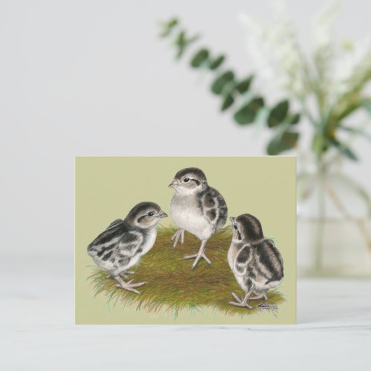 Chukar Partridge Chicks Postkarte (Stehend Vorderseite)