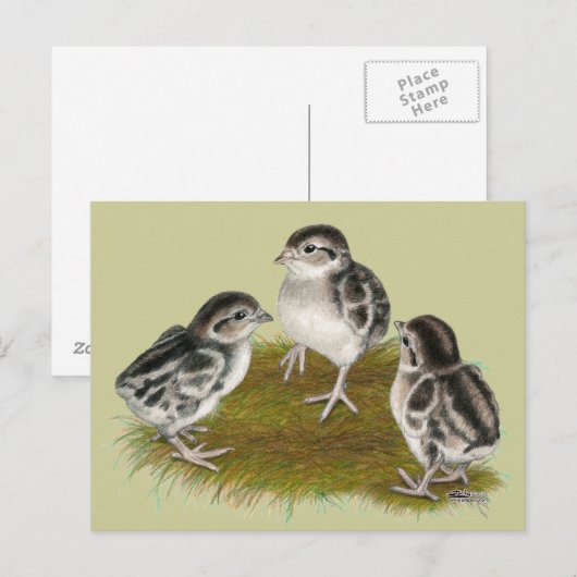 Chukar Partridge Chicks Postkarte (Vorne/Hinten)