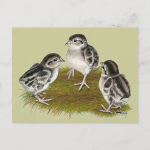 Chukar Partridge Chicks Postkarte
