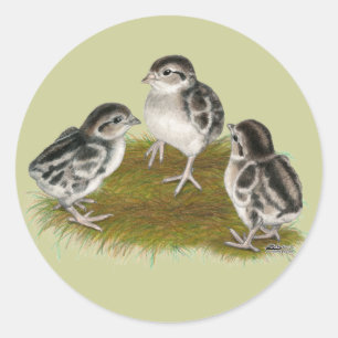 Chukar Partridge Chicks Runder Aufkleber
