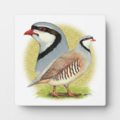Chukar Partridge Combo Fotoplatte (Vorderseite)