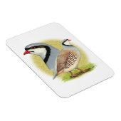 Chukar Partridge Combo Magnet (Rechte Seite)