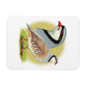 Chukar Partridge Combo Magnet (Horizontal)