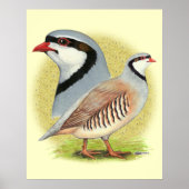 Chukar Partridge Combo Poster (Vorne)