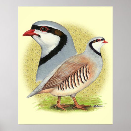 Chukar Partridge Combo Poster (Vorne)