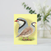 Chukar Partridge Combo Postkarte (Stehend Vorderseite)