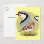 Chukar Partridge Combo Postkarte (Vorne/Hinten)