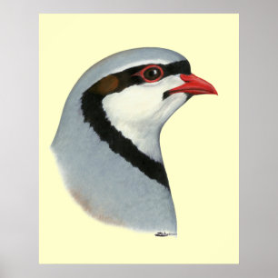 Chukar: Partridge Head Poster