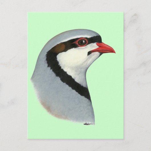 Chukar:  Partridge Head Postkarte (Vorderseite)