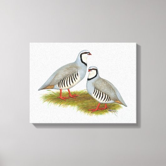 Chukar Partridge Pair Leinwanddruck (Vorderseite)