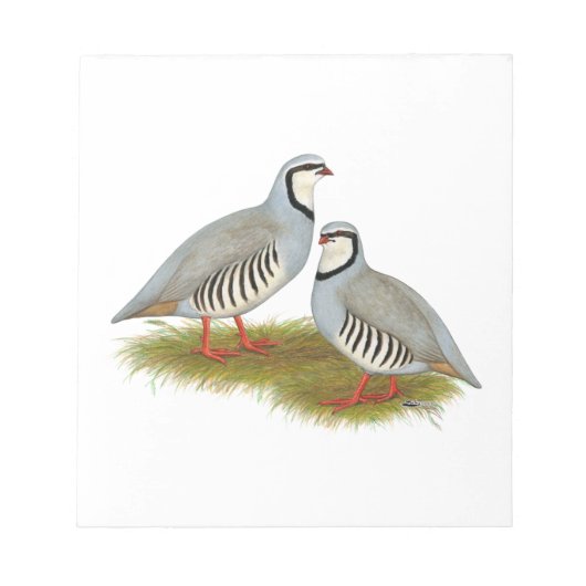 Chukar Partridge Pair Notizblock (Vorderseite)