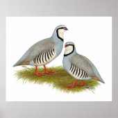 Chukar Partridge Pair Poster (Vorne)
