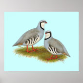 Chukar Partridge Pair Poster (Vorne)