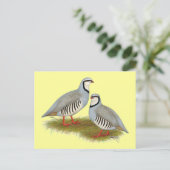 Chukar Partridge Pair Postkarte (Stehend Vorderseite)