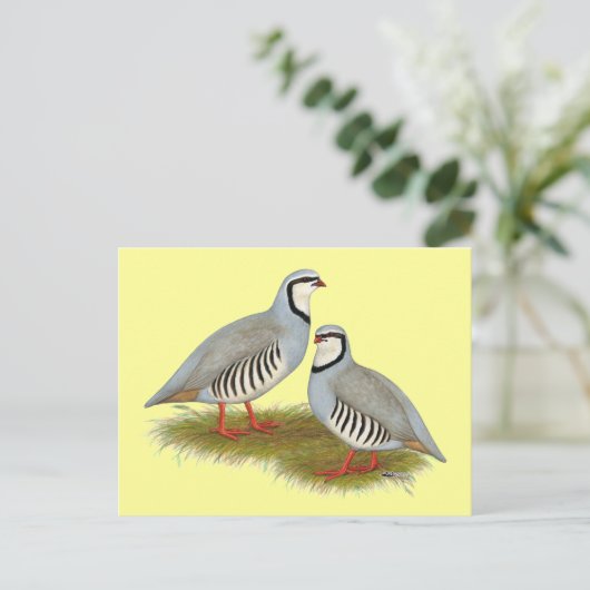 Chukar Partridge Pair Postkarte (Stehend Vorderseite)
