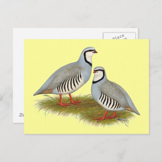 Chukar Partridge Pair Postkarte (Vorne/Hinten)