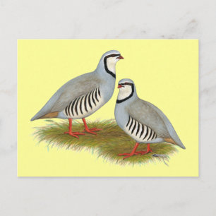 Chukar Partridge Pair Postkarte