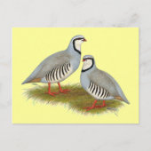 Chukar Partridge Pair Postkarte (Vorderseite)