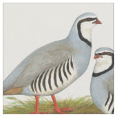 Chukar Partridge Pair Stoff (Nahaufnahme)