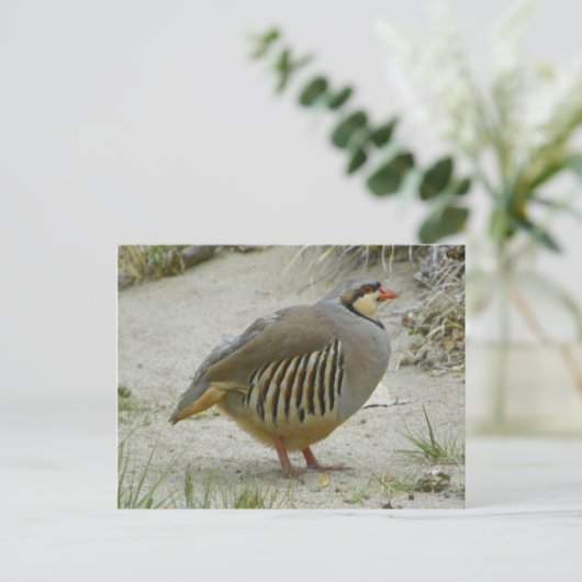 Chukar Partridge Postkarte (Stehend Vorderseite)