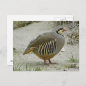 Chukar Partridge Postkarte (Vorne/Hinten)