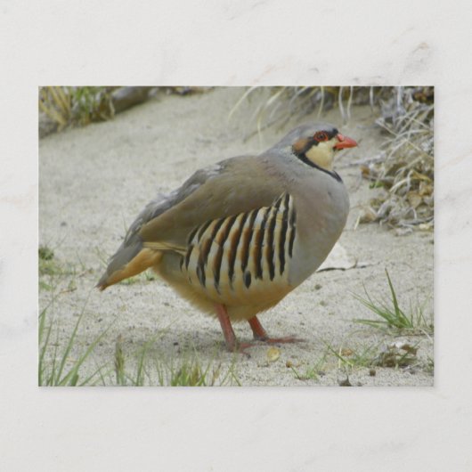 Chukar Partridge Postkarte (Vorderseite)