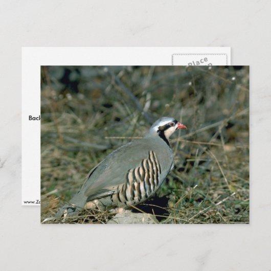 Chukar Postkarte (Vorne/Hinten)