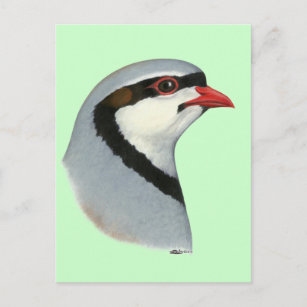 Chukar Rebhuhn Geschenke Zazzle De