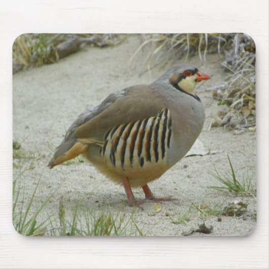 Chukar Rebhuhn Mousepad (Vorne)