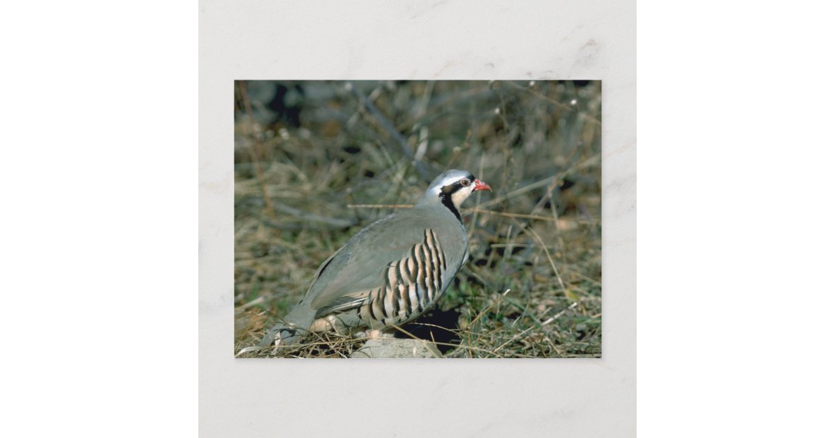 Chukar Rebhuhn Postkarte Zazzle De