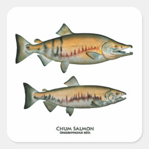 Chum-Lachs-Paar (Laichphase) Quadratischer Aufkleber