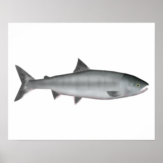 Chum Salmon Ozean Poster (Vorne)