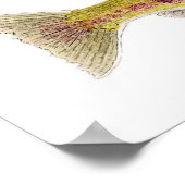 Chum Salmon Poster (Ecke)