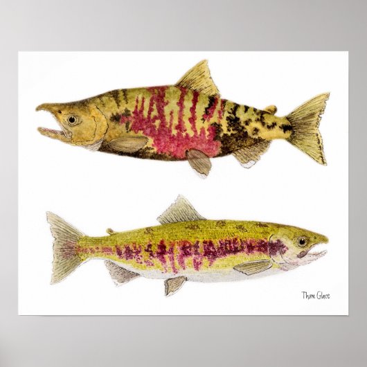 Chum Salmon Poster (Vorne)