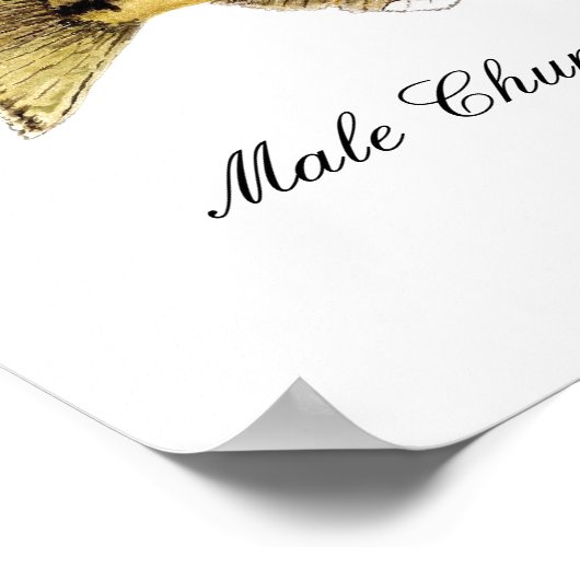 Chum Salmon Poster (Ecke)