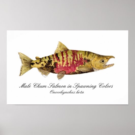Chum Salmon Poster (Vorne)