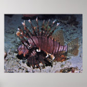 Chuncky Lionfish Poster (Vorne)