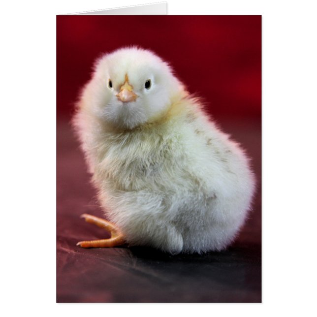 Chunky Chicky (Vorne)