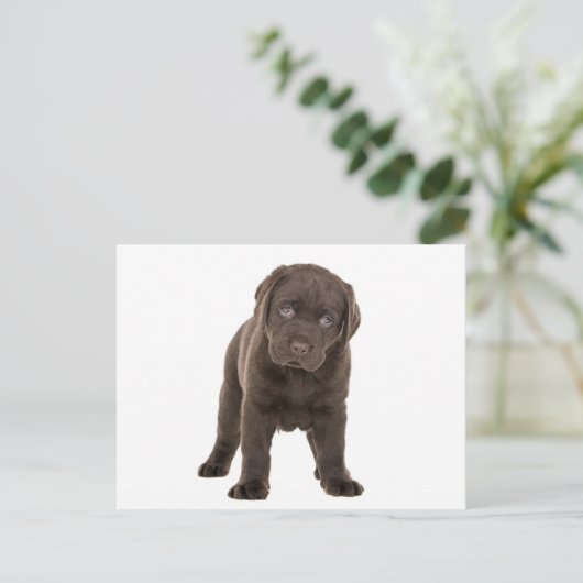 Chunky Chocolate Labrador Puppy Postkarte (Stehend Vorderseite)