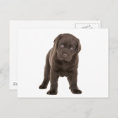 Chunky Chocolate Labrador Puppy Postkarte (Vorne/Hinten)