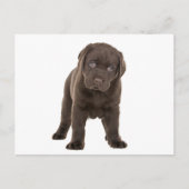 Chunky Chocolate Labrador Puppy Postkarte (Vorderseite)